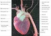A human fetal heart