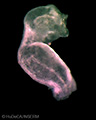 A human embryonic heart