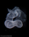A human embryonic heart