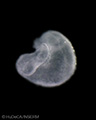 A human embryonic heart