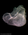 A human embryonic heart
