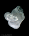 A human embryonic heart