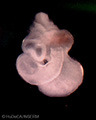 A human embryonic heart