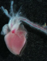 A human fetal heart