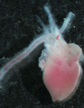 A human fetal heart