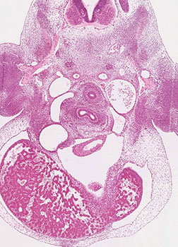 A histology section of a human embryo