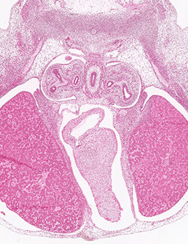 A histology section of a human embryo
