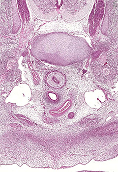 A histology section of a human embryo