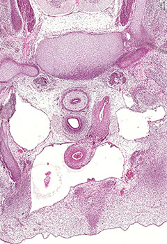 A histology section of a human embryo