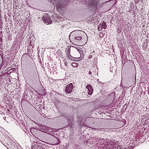 A histology section of a human embryo