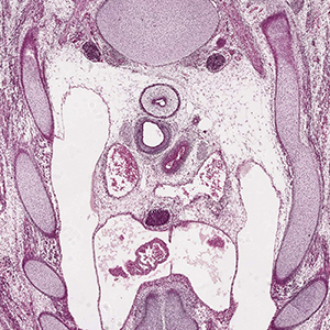 A histology section of a human embryo