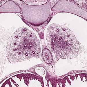 A histology section of a human embryo