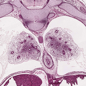 A histology section of a human embryo