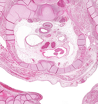 A histology section of a human embryo