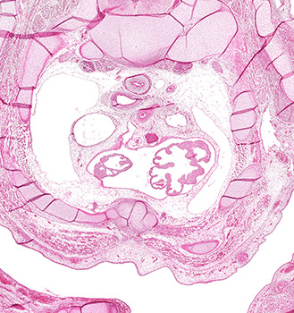A histology section of a human embryo