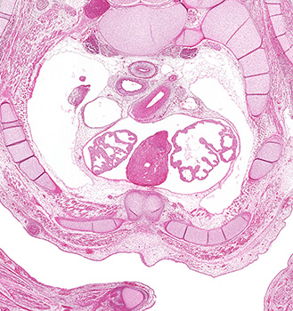 A histology section of a human embryo