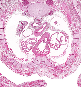 A histology section of a human embryo