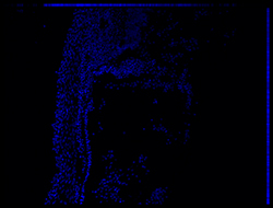 Gene expression in the human embryonic eye
