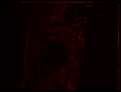 Gene expression in the human embryonic eye
