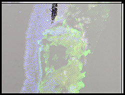 Gene expression in the human embryonic eye