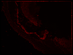 Gene expression in the human embryonic eye