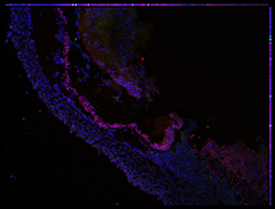 Gene expression in the human embryonic eye