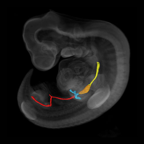 Human embryonic gastrointestinal tract