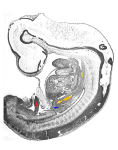 3D model of the human embryonic gastro-intestinal tract