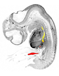 3D model of the human embryonic gastro-intestinal tract