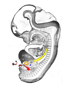 3D model of the human embryonic gastro-intestinal tract