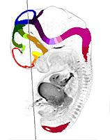Gene expression in the human embryonic brain