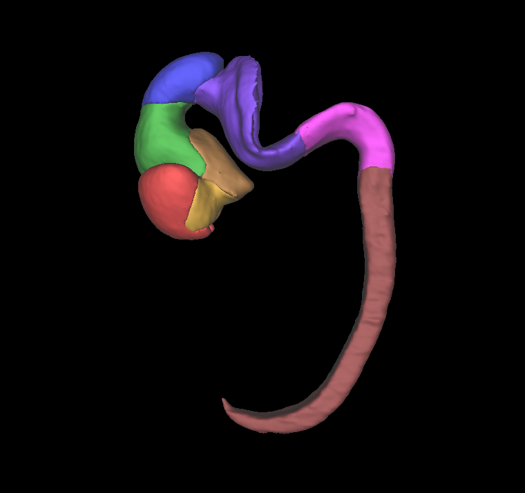 Human embryonic central nervous system