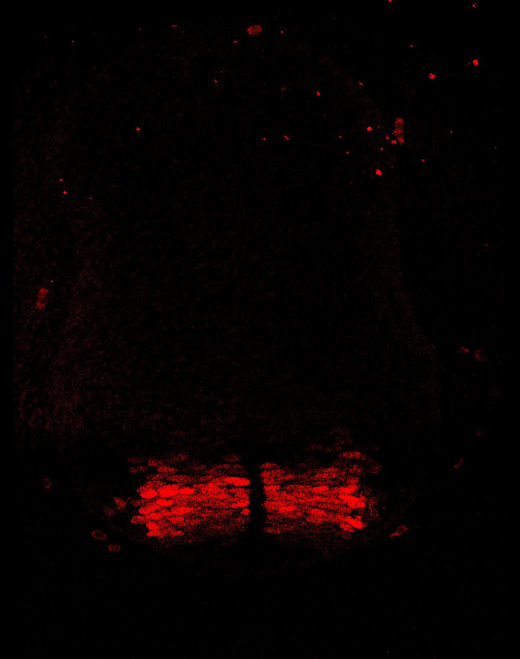 Gene expression in the human embryonic spinal cord