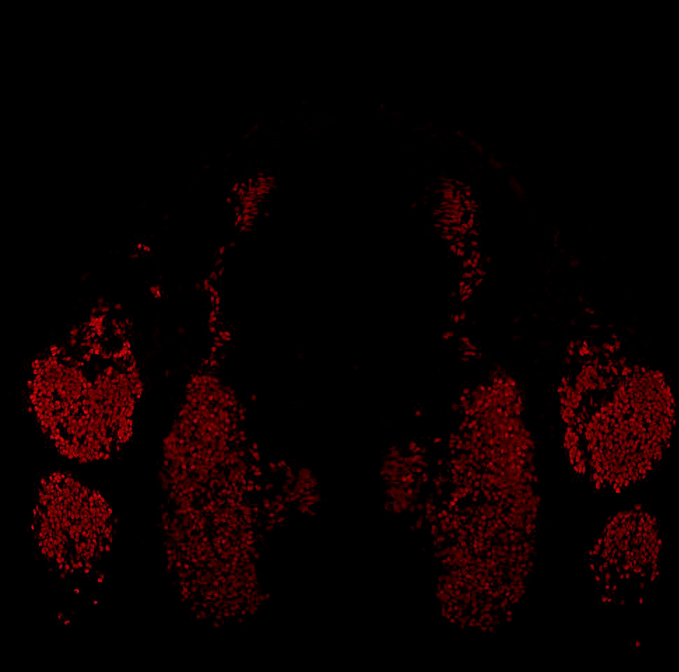 Gene expression in the human embryonic spinal cord