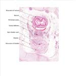 A histology section of a human fetus