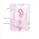 A histology section of a human fetus