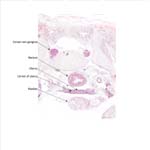 A histology section of a human fetus