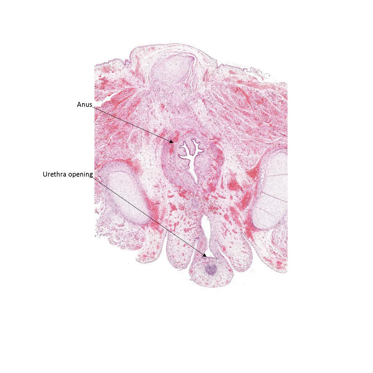 A histology section of a human fetus