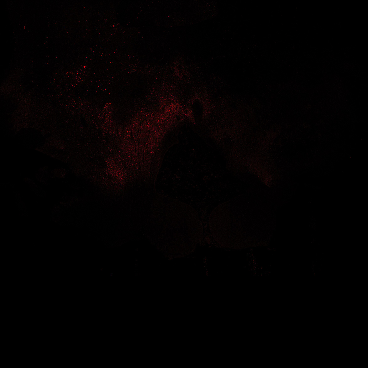 Human foetal midbrain