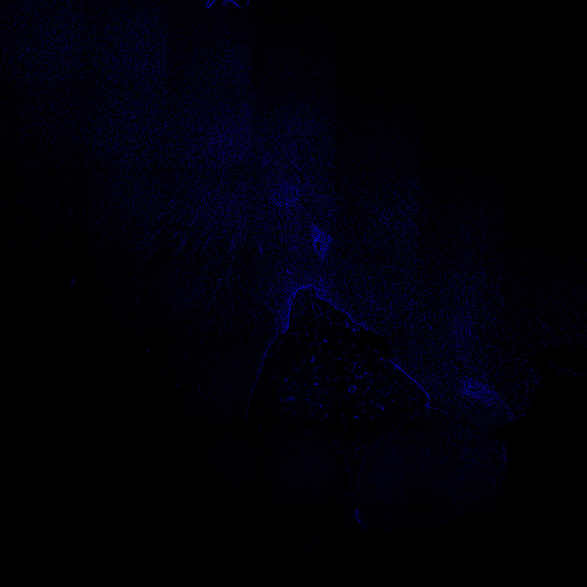 Human foetal midbrain