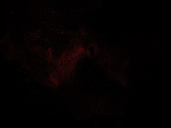 19PCW human midbrain