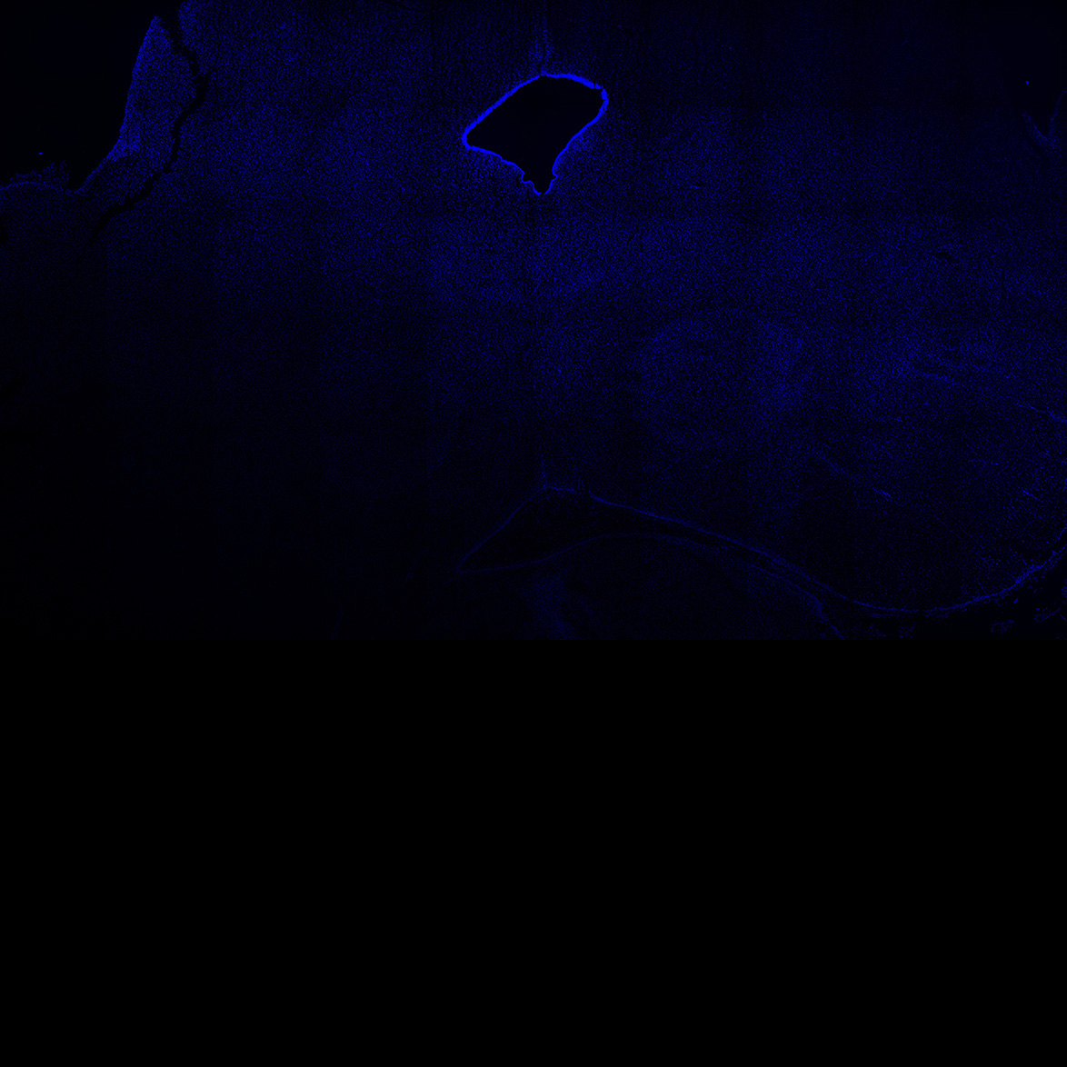 Human foetal midbrain