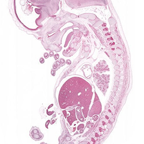 eHistology Viewer