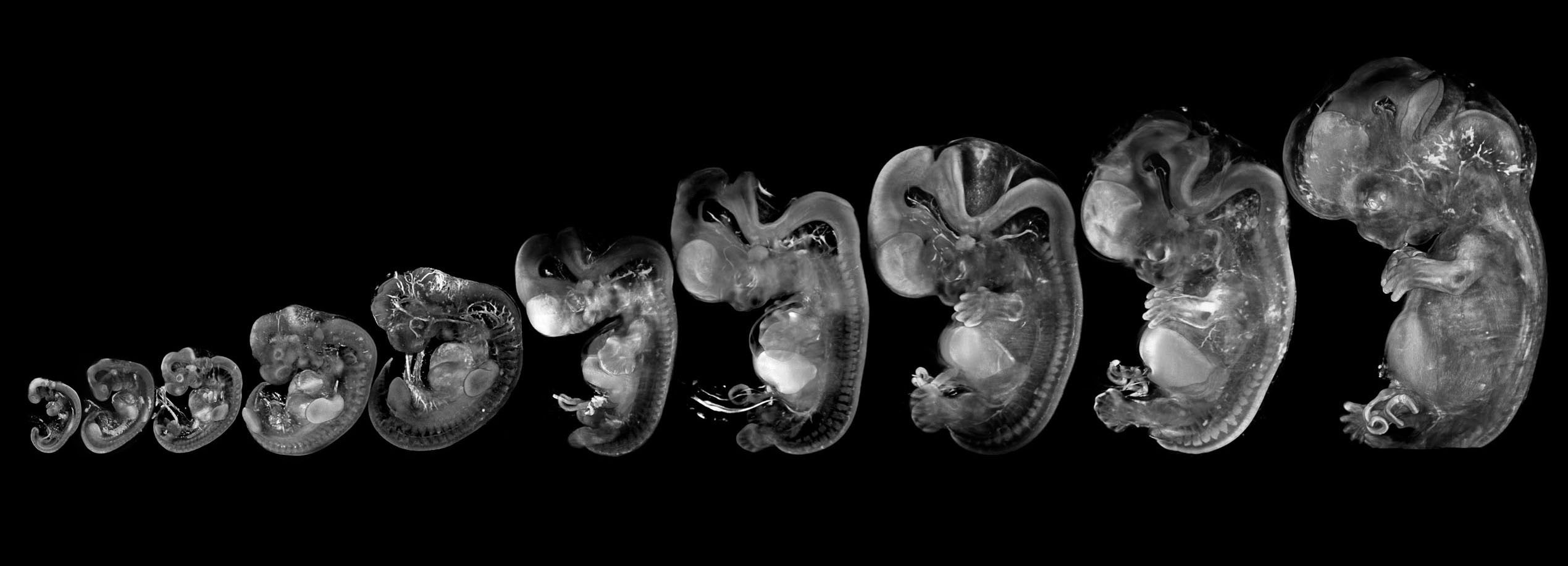 3D model of a human embryo