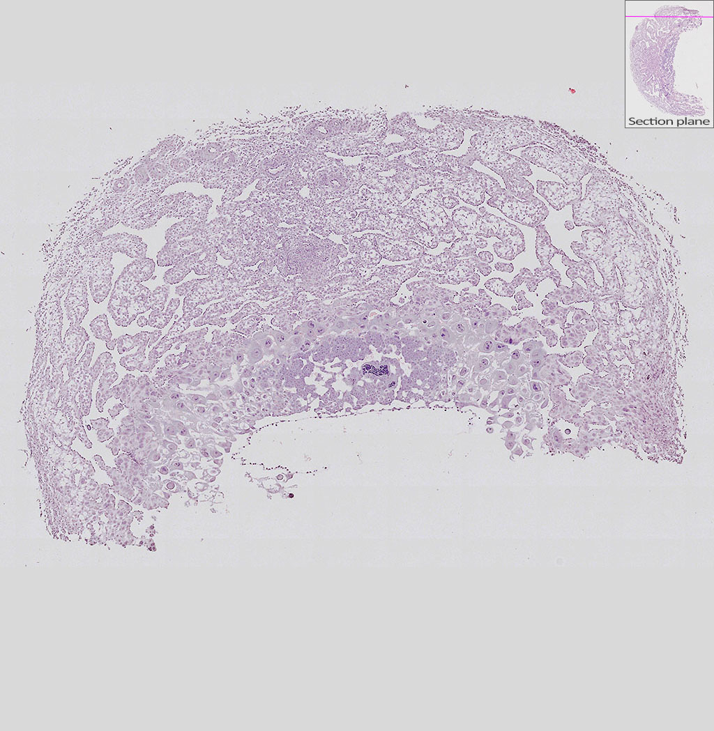 e9.5 mouse placenta