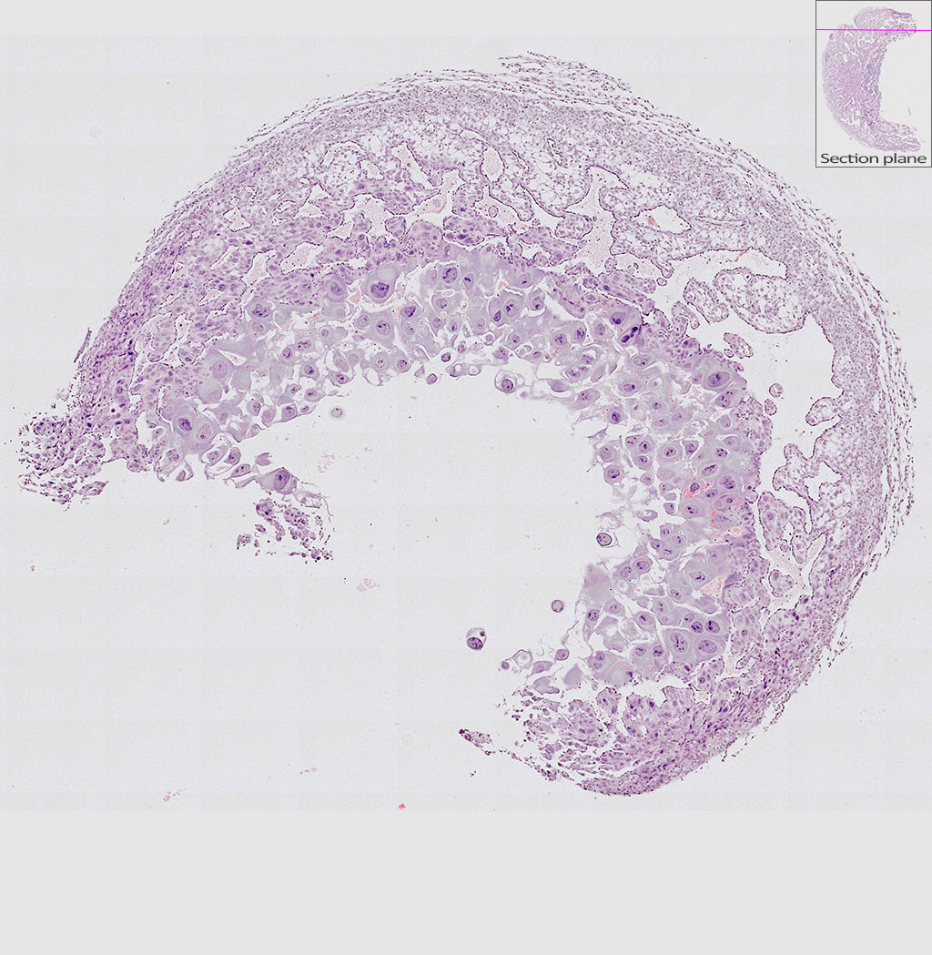 e9.5 mouse placenta