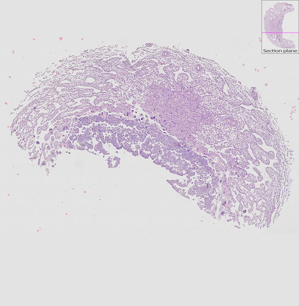 e9.5 mouse placenta