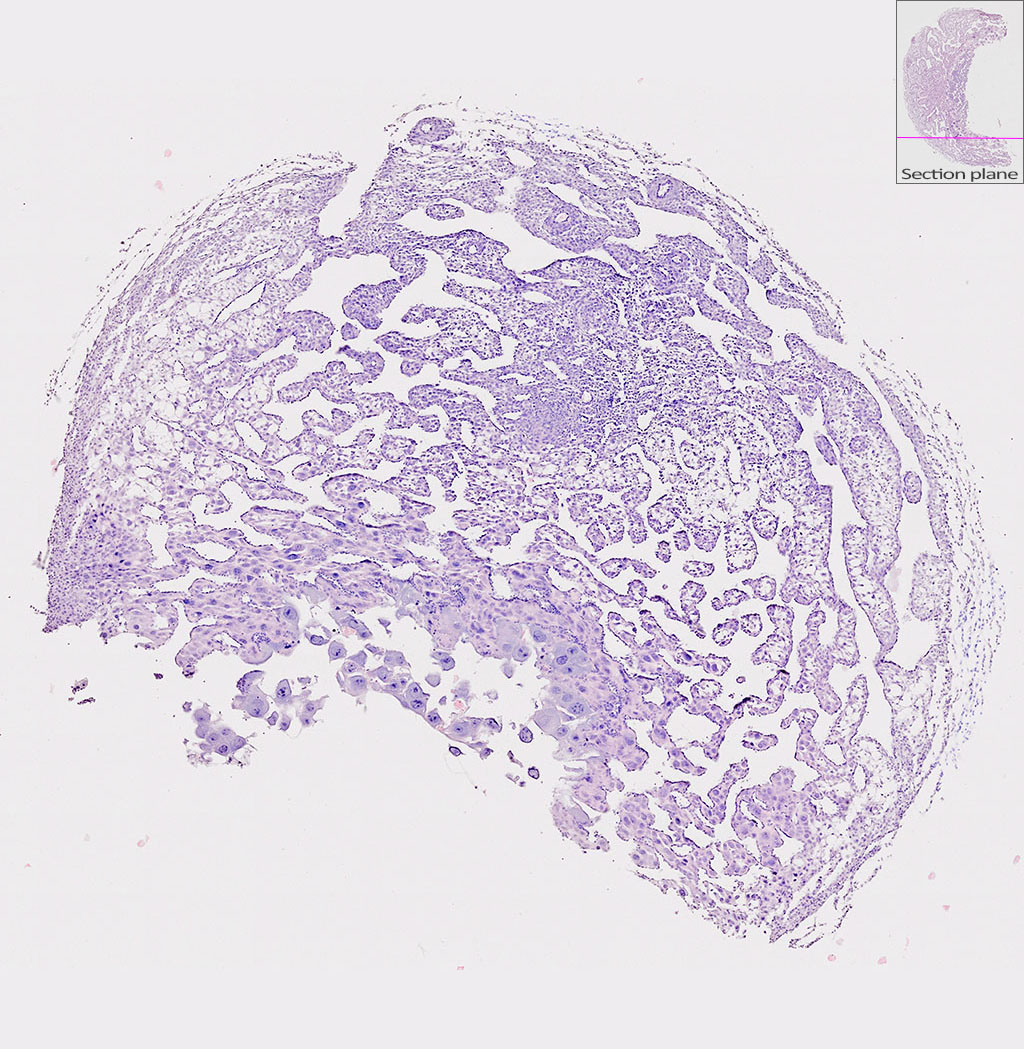 e9.5 mouse placenta