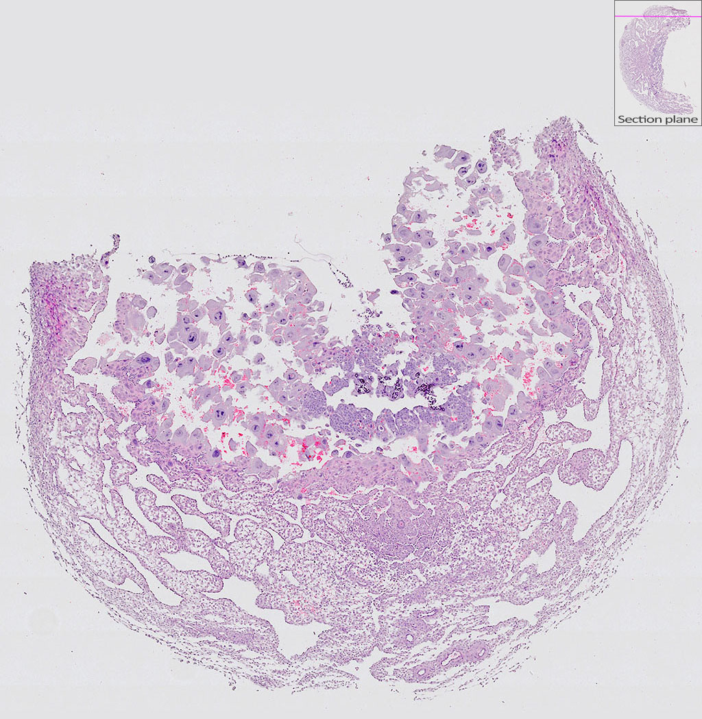 e9.5 mouse placenta