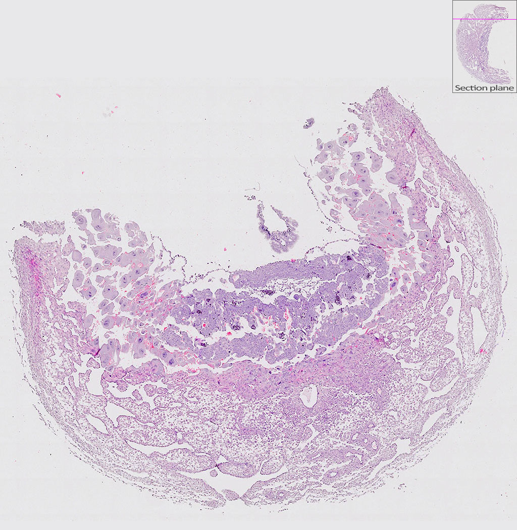 e9.5 mouse placenta